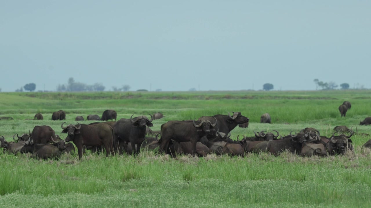 A huge herd of African buffalo rests peacefully in lush green grass in Chobe National Park, Botswana. The buffalo lie and stand closely together across the open landscape.