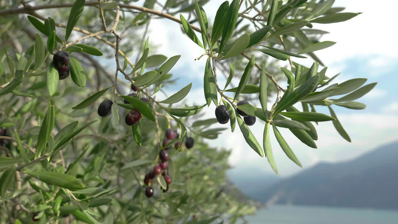 tiro de mano de aceitunas maduras en la rama y un paisaje escénico en el fondo
