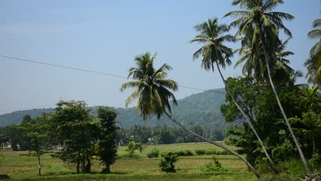 paddy field and coconut trees surrounding temple mountains