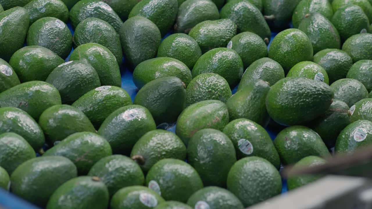 SLOW MOTION SHOT OF AVOCADOS AT A PACKING HOUSE IN MICHOACAN