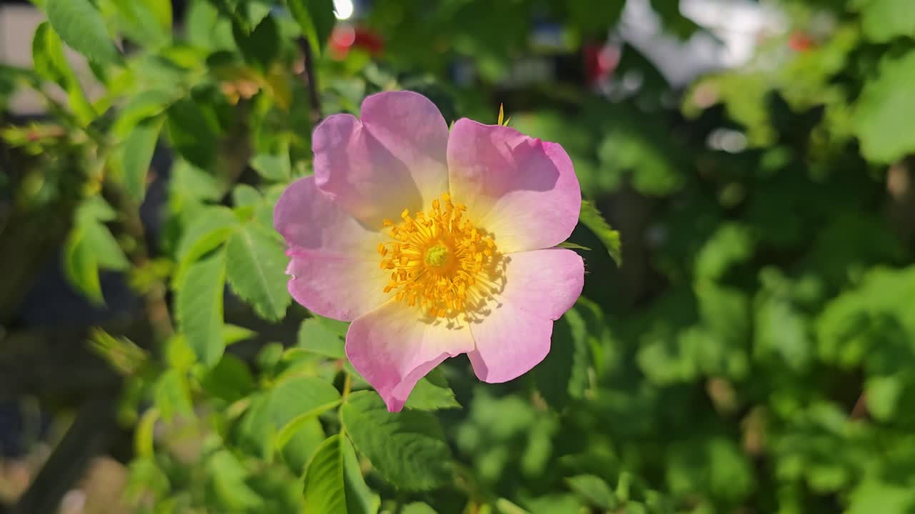 Close-up of wild dog rose (rosa canina) blooming in nature – spring wildflower scene