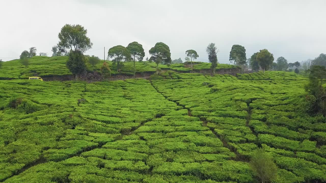 Lake with mountain and pine forest tea field