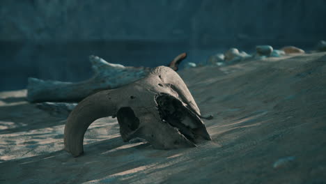 close-up of a skull in the sand