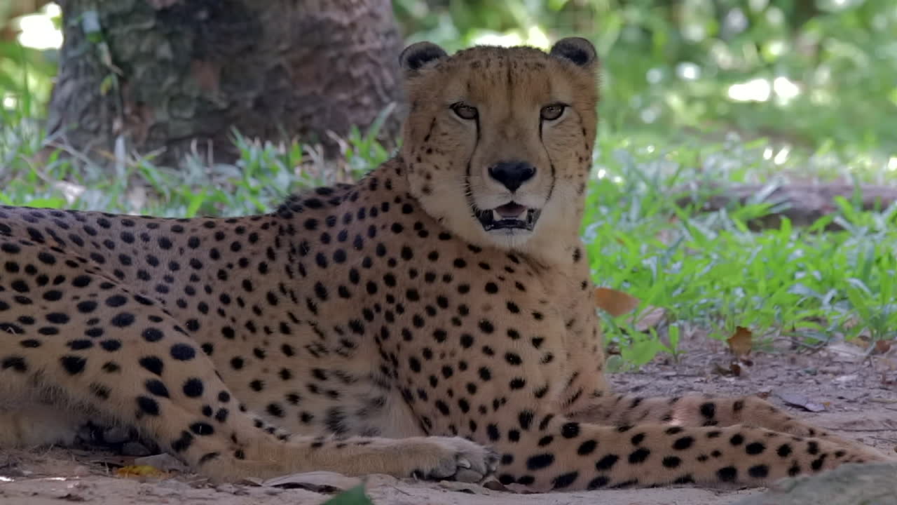 un guepardo se durmió pronto