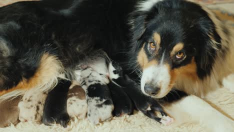 a caring dog feeds puppies