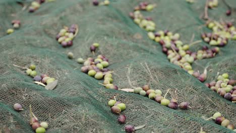 Olives-fall-on-the-net-during-harvesting,-medium-shot-slow-motion