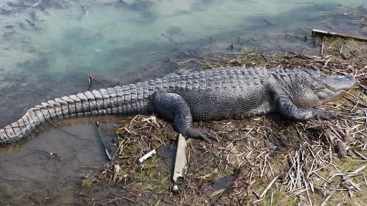 caimán americano perezoso tomando el sol en un lugar seco de un pantano a lo largo de la vía fluvial intercostal del golfo en el sur de texas - vista lateral