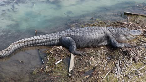 lazy american alligator sunning itself in a dry spot of a marsh along the gulf intercoastal waterway in southern texas - side view