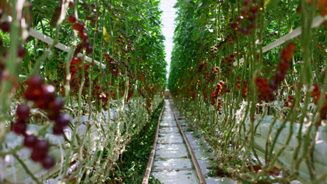 red cherry tomato plantation farm greenhouse. oganic agrocultural small industry