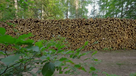 Madera-En-El-Bosque,-Cortar-Troncos-De-Madera-En-Una-Pila-Grande