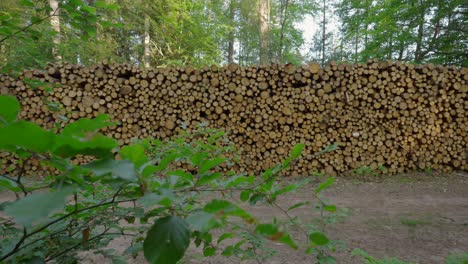 madera en el bosque, cortar troncos de madera en una gran pila