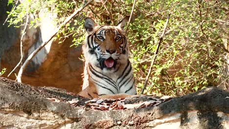 tiger in its habitat