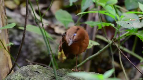 La-Pitta-De-Nuca-Oxidada-Es-Un-Ave-Confiada-Que-Se-Encuentra-En-Hábitats-De-Bosques-Montañosos-De-Gran-Altura,-Hay-Muchos-Lugares-En-Tailandia-Para-Encontrar-Esta-Ave