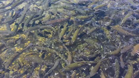 el criadero de peces de fillmore en fillmore, california