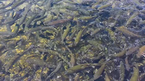 fillmore fish hatchery in fillmore, california