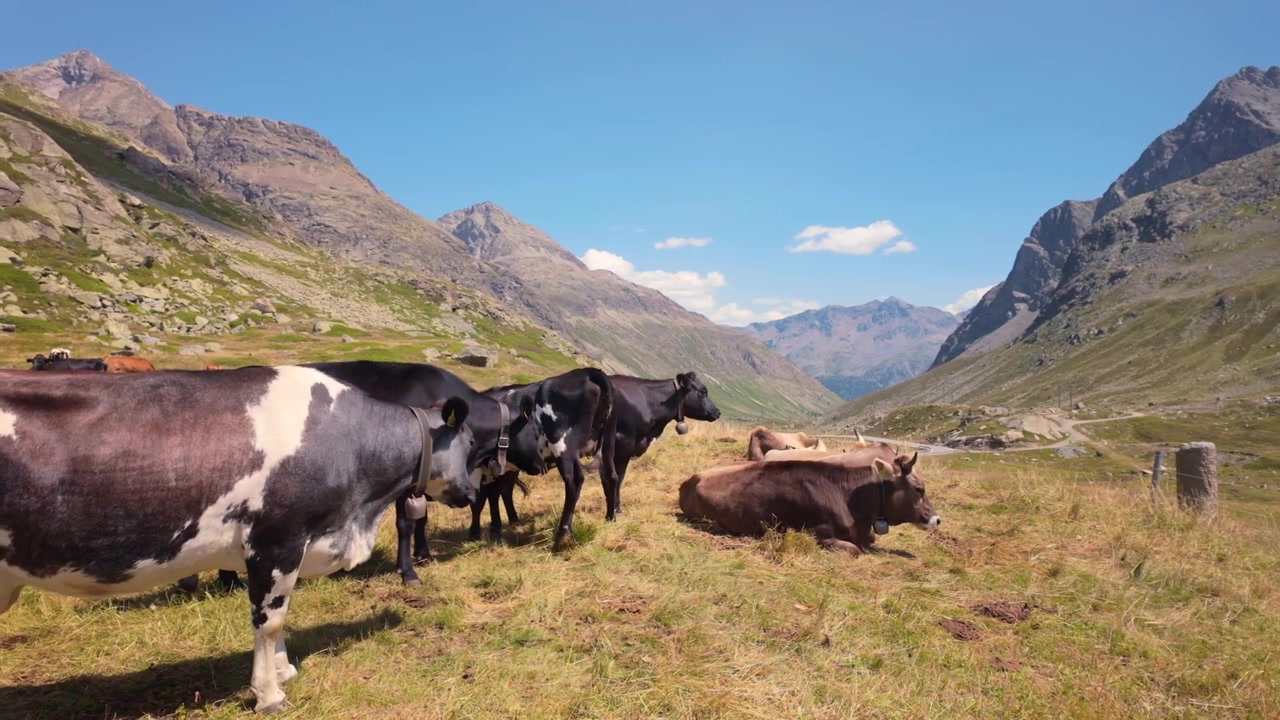 Mucche svizzere al pascolo in un prato alpino soleggiato del Passo del Giulia in Svizzera, circondate da cime montuose e pendii rocciosi, cielo azzurro limpido. Panoramica a sinistra