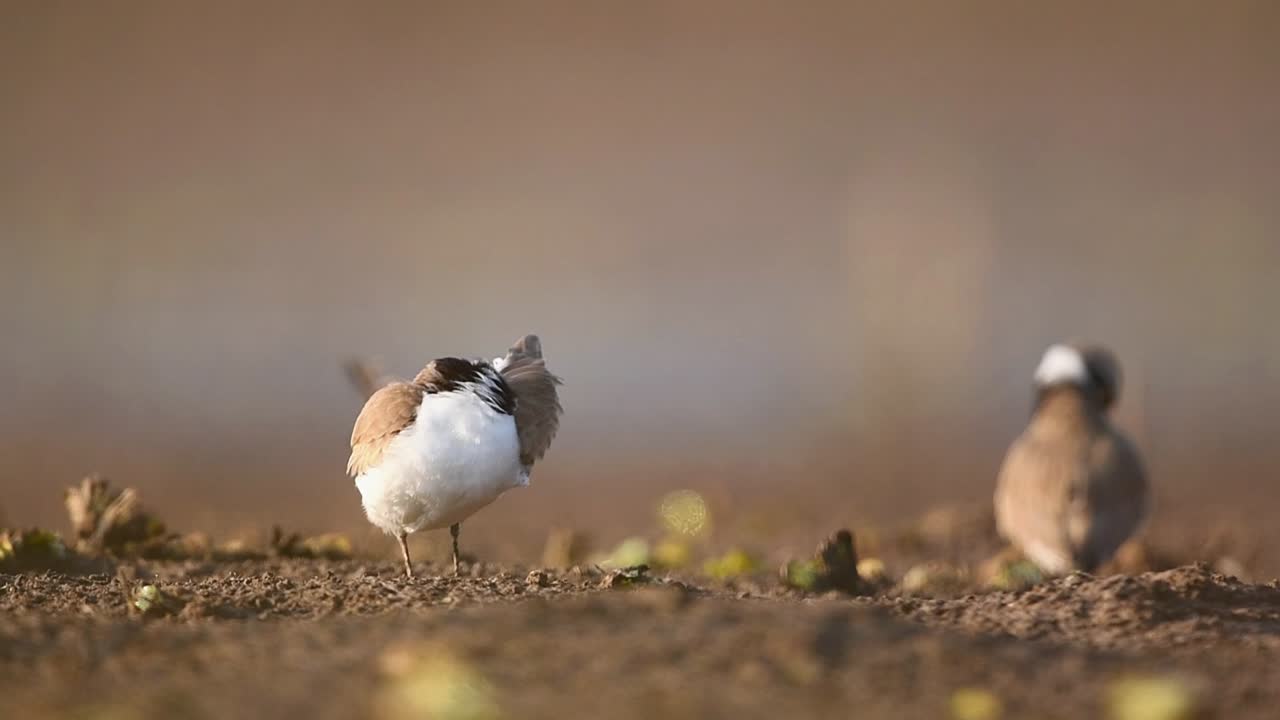 Little ringed plover  Preening in Morning