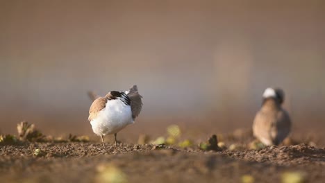 Little-ringed-plover--Preening-in-Morning