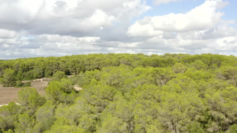 AERIAL:-Over-Light-Green-Jungle-Forest-on-Tropical-Island-Mallorca,-Spain-on-Sunny-Day-Vacation,-Travel,-Sunny,-Waves