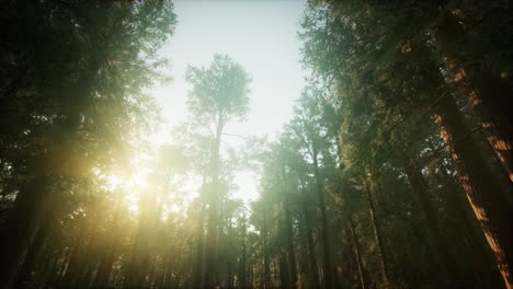 paisaje de puesta de sol brumosa del bosque de secuoya