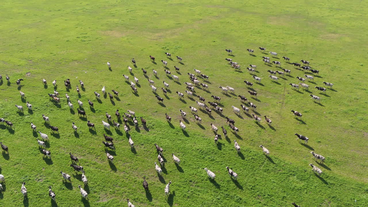 Drone aereo che sorvola una mandria in un campo verde e erboso. Le mucche, bianche e nere, camminano nel campo.