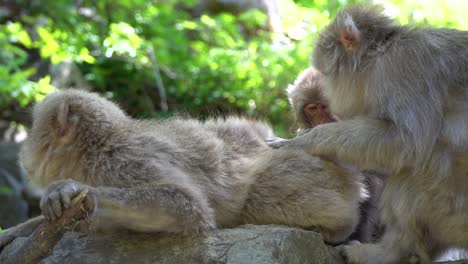 Japanese-snow-monkeys-family-in-the-mountains-of-Nagano,-care-for-their-fur-in-the-may-sun