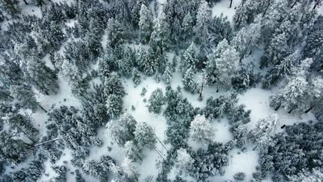 Espectacular-Escena-Aérea-De-árboles-Cubiertos-De-Nieve-En-Un-Bosque-Canadiense,-Vegetación-Joven,-Pinos-Y-Abetos-Más-Viejos