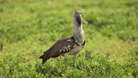kori bustard in african grassland