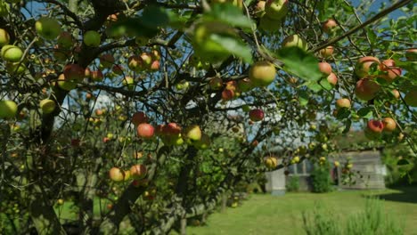 Sidy-dolly-shot-of-an-ripe-apples-hanging-on-the-tree-on-sunny-day-during-summer-with-blue-sky