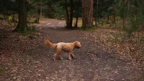 Ein-Goldendoodle-Rassehund,-Der-Einen-Wald-Erkundet