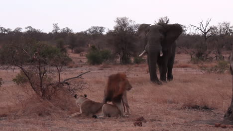 African-animal-stare-down,-a-large-bull-elephant-aggressively-approaches-a-resting-pair-of-lions-and-chases-them-off