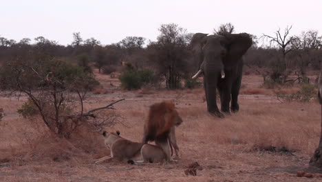 un animal africano mira hacia abajo, un gran elefante toro se acerca agresivamente a un par de leones en reposo y los ahuyenta
