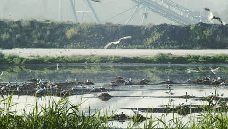 a gull circles above the nesting site in the middle of the lake, near the sandpit