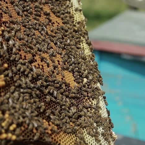 a man takes a honeycomb from a hive. human takes a honeycomb with bees from a hive