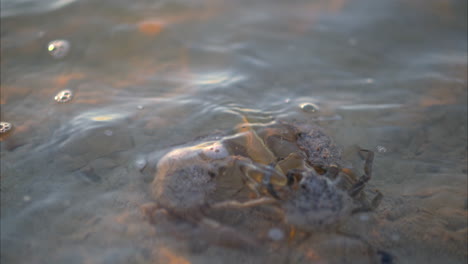 slow motion of three longnose spider crabs trying to eat the carcass of a horseshoe crab in the shallow waters of a lagoon at sunset