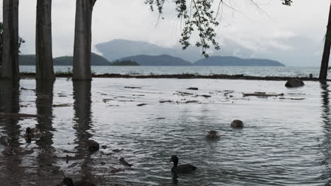 Eine-Gruppe-Von-Enten,-Die-Im-Hochwasser-Eines-Sees-Schwimmen