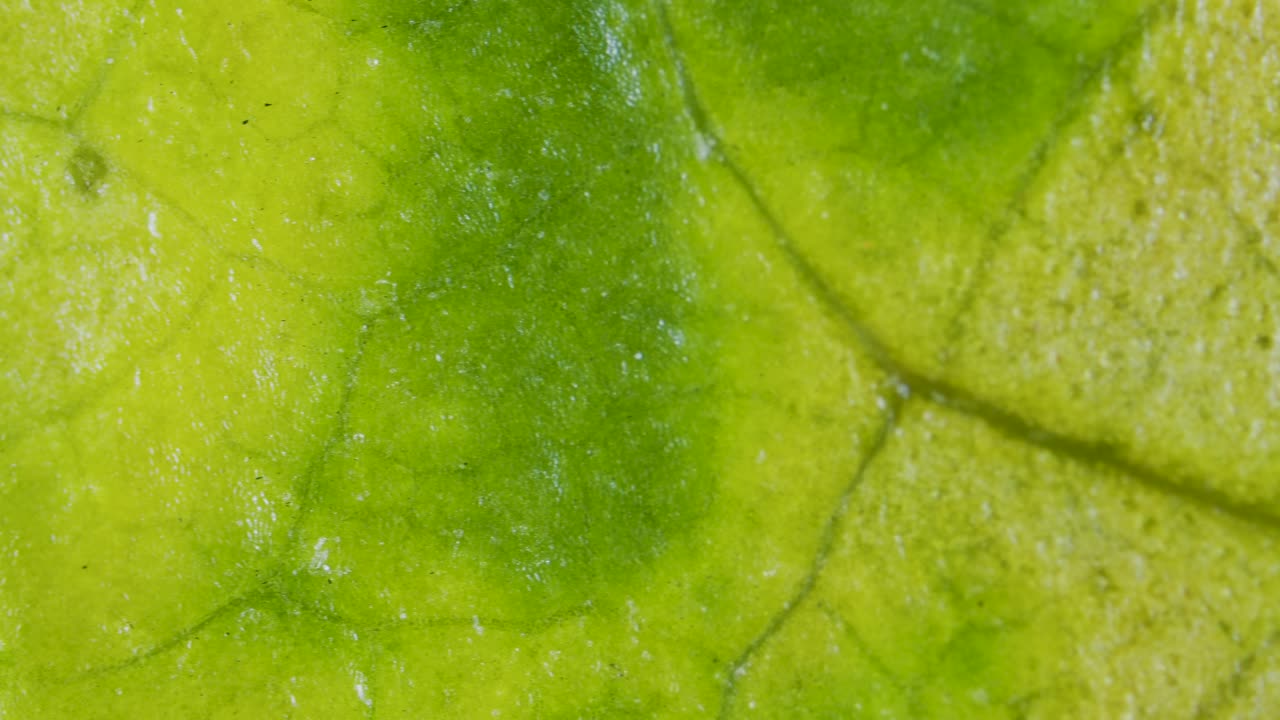 Plant leaf with chlorosis under microscope