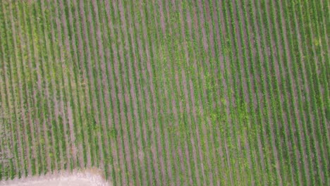 A-Vineyard-Or-Vineyard-In-Calera-De-Tango-Chile