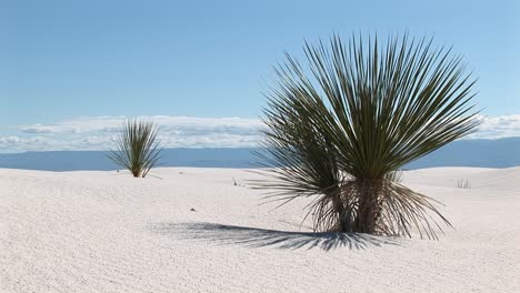 medium shot of a yucca plant at white sands national monument in new mexico