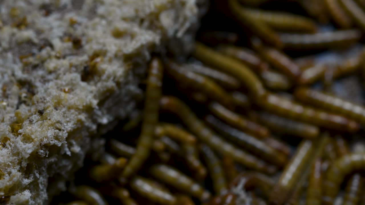 el gusano de la harina es una especie de escarabajo oscuro que se usa para alimentar mascotas como peces, serpientes, pájaros y ranas