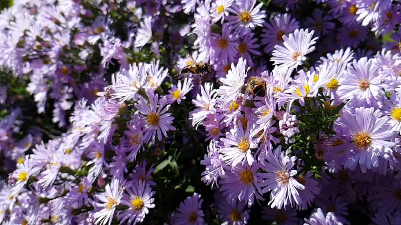 Pollination of violet flowers aster