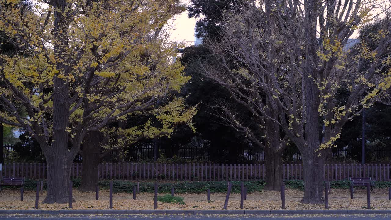 교통량이 많은 도쿄의 가이엔마에 긴코 골목의 옆모습, 이른 아침