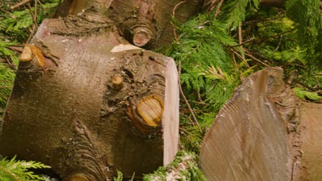 deforestation scene of freshly cut logs on floor after being cut by chainsaw ready to be seasoned and burnt for warmth during old winter months 4k