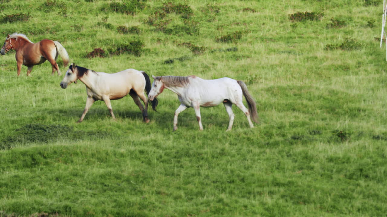 algunos caballos salvajes caminan libres en una colina verde