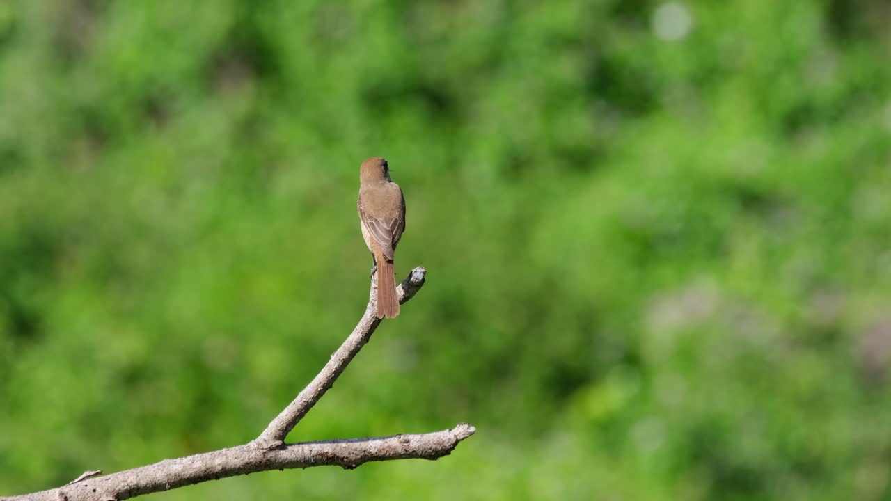 actuación en "the shrike" marrón, lanius cristatus visto desde atrás en la parte superior de una rama desnuda bajo el sol de la tarde mientras mira a la izquierda en phrachuap khiri khan, tailandia