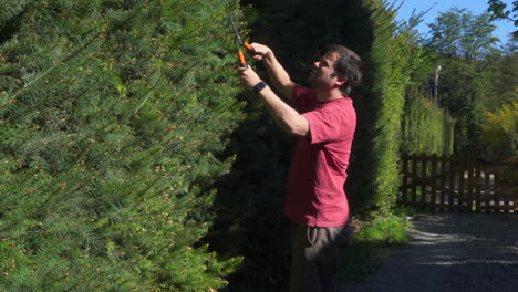 jardinero recortando y dando forma a una valla de pino con cizallas