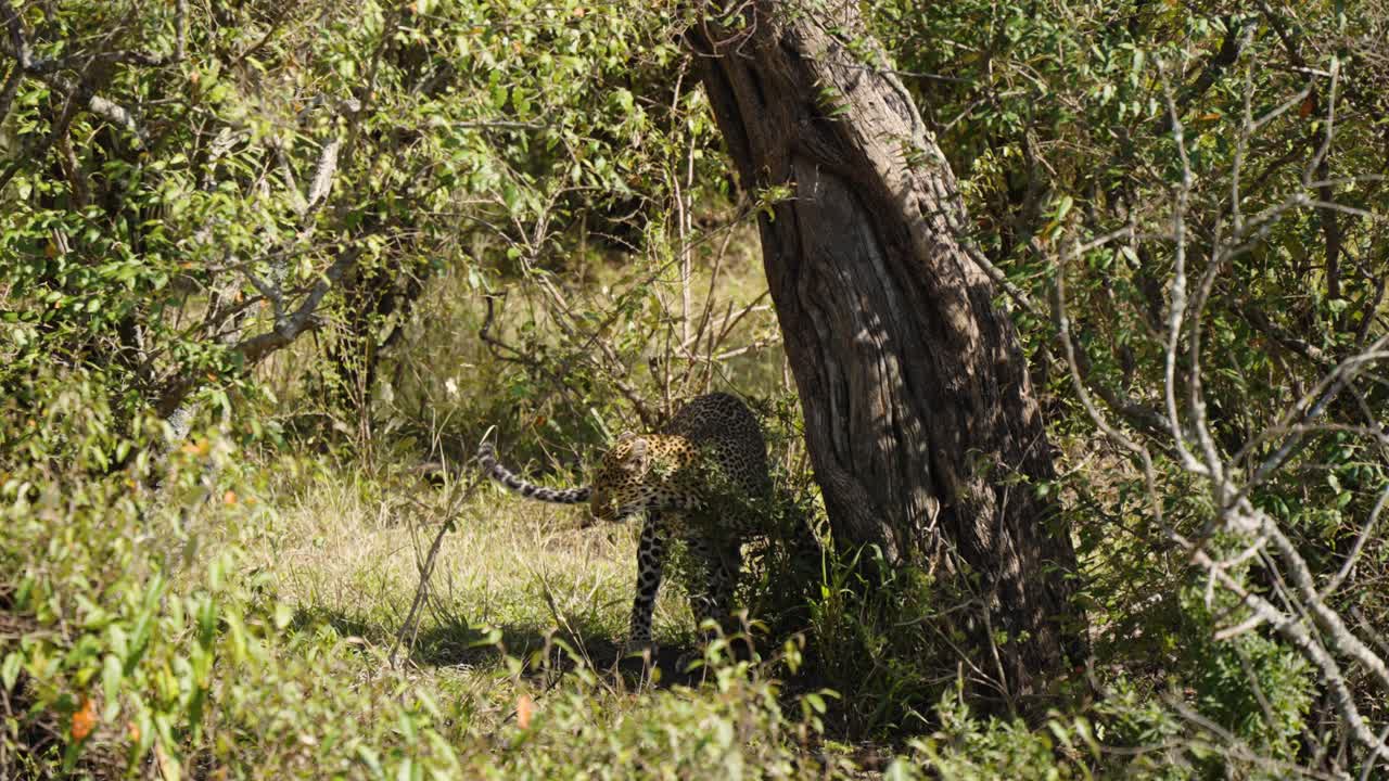 A Smooth Shot Of A Leopard Bunting On A Large Tree Among A Bushy Area In The Wild