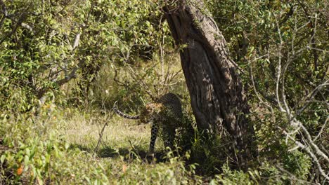 Una-Toma-Suave-De-Un-Banderín-De-Leopardo-En-Un-árbol-Grande-Entre-Una-Zona-Tupida-En-La-Naturaleza