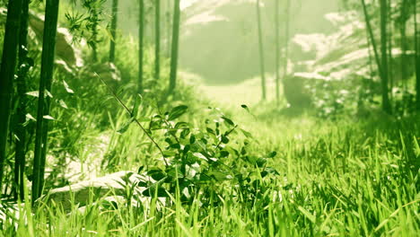 a lush bamboo forest with sunlight streaming through the trees