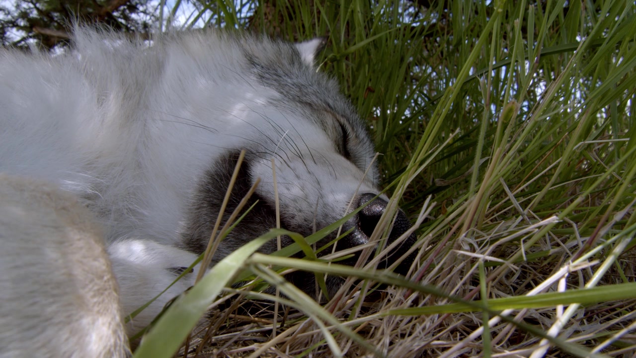 A grey wolf named Koa.